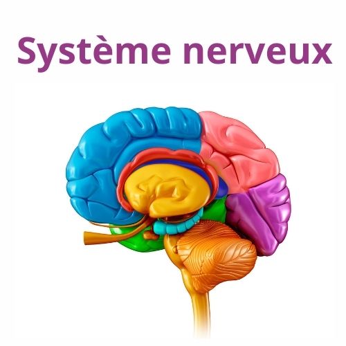 Les compléments alimentaires du système nerveux: stress, fatigue, dépression...